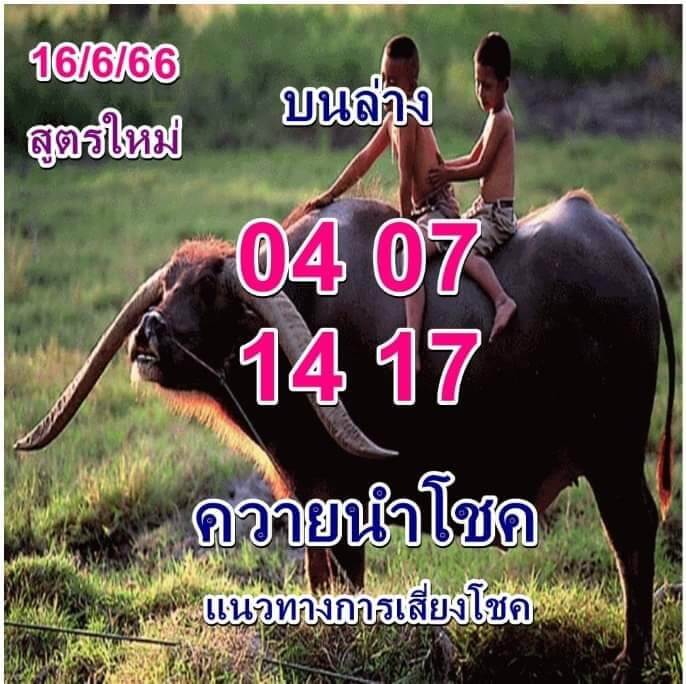 แม่นมากหวยควายนำโชค 1-7-66
