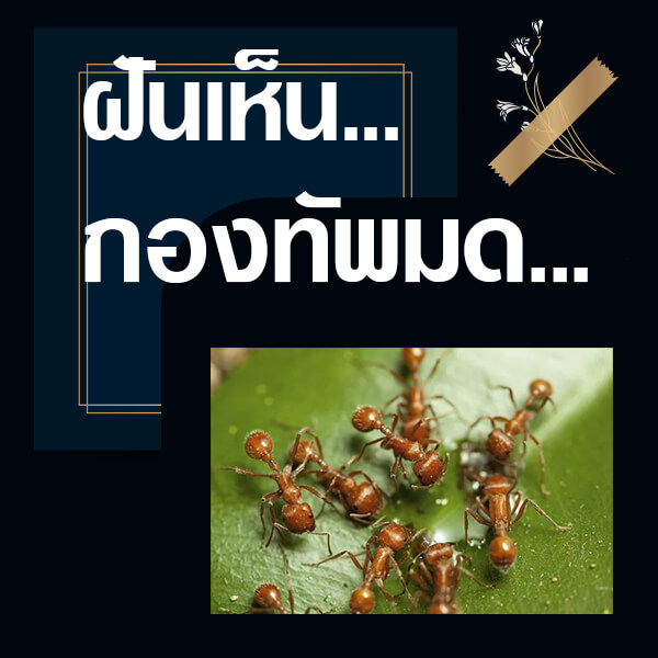 หวยไทย ทำนายฝันเห็นกองทัพมด